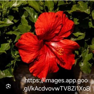 HIBISCUS ROSA-SINENSIS Chinese Hibiscus – Hollywood First to Arrive Red 4,5L