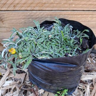 DYMONDIA MARGARETAE Silver Carpet 15cm