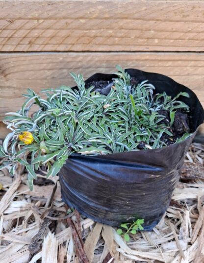 DYMONDIA MARGARETAE Silver Carpet 15cm