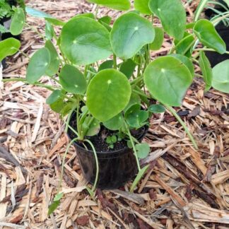 PILEA PEPEROMIOIDES Chinese Moneyplant 15cm