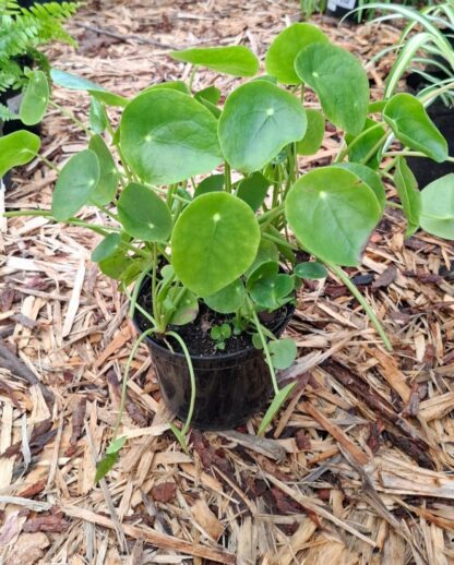 PILEA PEPEROMIOIDES Chinese Moneyplant 15cm