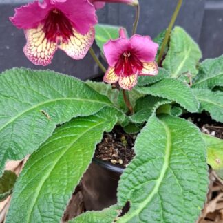 Streptocarpus Wow
