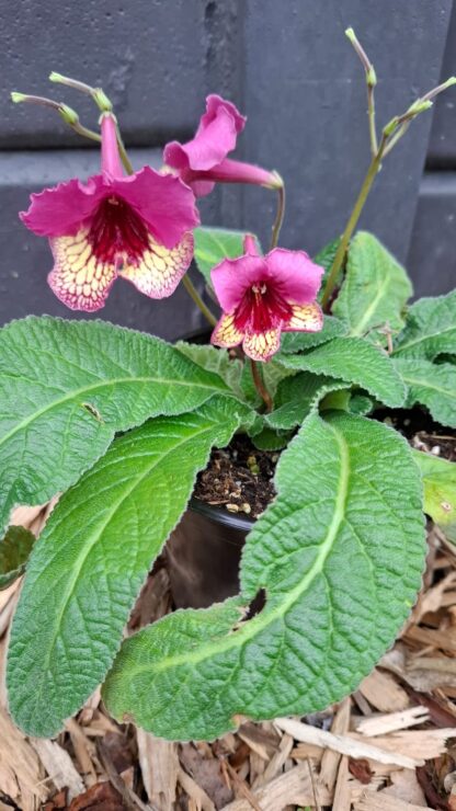Streptocarpus Wow