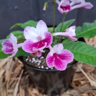 Streptocarpus Matilda