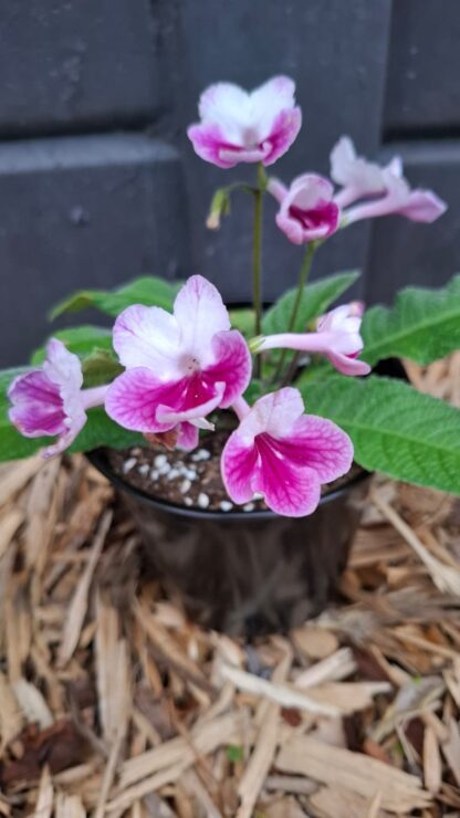 Streptocarpus Matilda