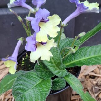 Streptocarpus Harlequin Blue