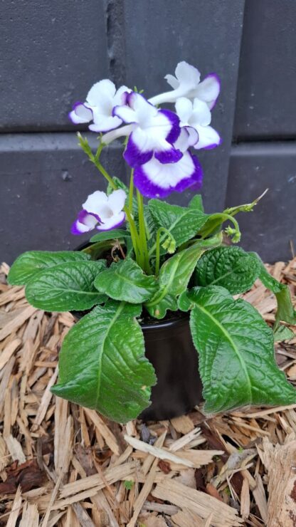 Streptocarpus Full Moon