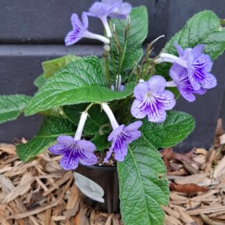 Streptocarpus Bethani
