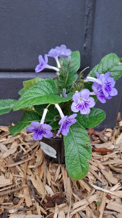 Streptocarpus Bethani