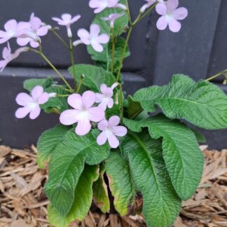 streptocarpus Gloria