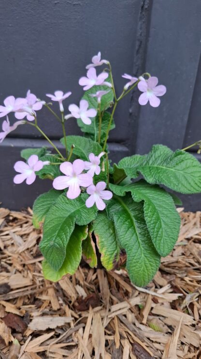 streptocarpus Gloria