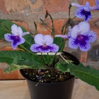 Streptocarpus Frosty Diamond