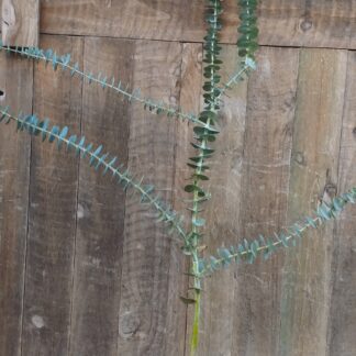 Eucalyptus Baby Blue Bouquet