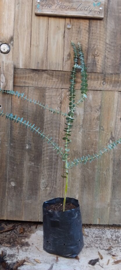 Eucalyptus Baby Blue Bouquet