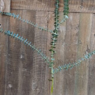 Eucalyptus Baby Blue Bouquet