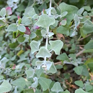 RHAGHODIA HASTATA Saltbush 3L