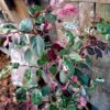 Breynia Nivosa 14cm