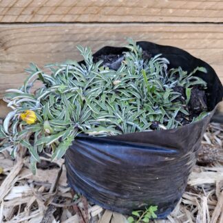 Dymondia Silver Carpet Hardy Ground Cover