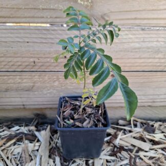 Curry Leaf Tree 15cm