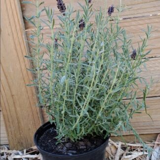 LAVANDULA MULTIFIDA Fern Leaf Lavender – Spanish Eye 17cm