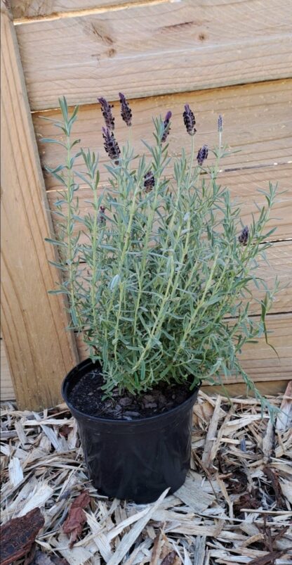 LAVANDULA MULTIFIDA Fern Leaf Lavender - Spanish Eye 17cm