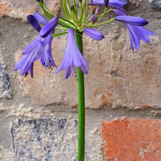 AGAPANTHUS African Lily – Jonie 3L