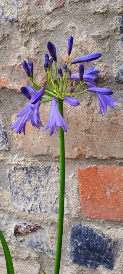 AGAPANTHUS African Lily - Jonie 3L