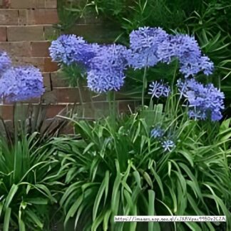 AGAPANTHUS African Lily – Nana Blue 3L