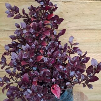 ALTERNANTHERA BRASILIANA Joyweed – Purple Prince 2,5L
