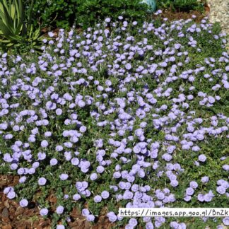 CONVOLVULUS SABATIUS/ MAURITANICUS Ground Morning Glory 2,5L