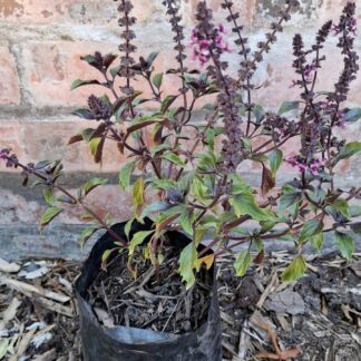 Thai Holy Basil Ocimum Tenuiflorum