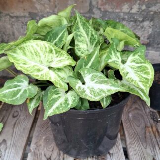 SYNGONIUM ROBUSTA Arrow Head Robusta 23cm