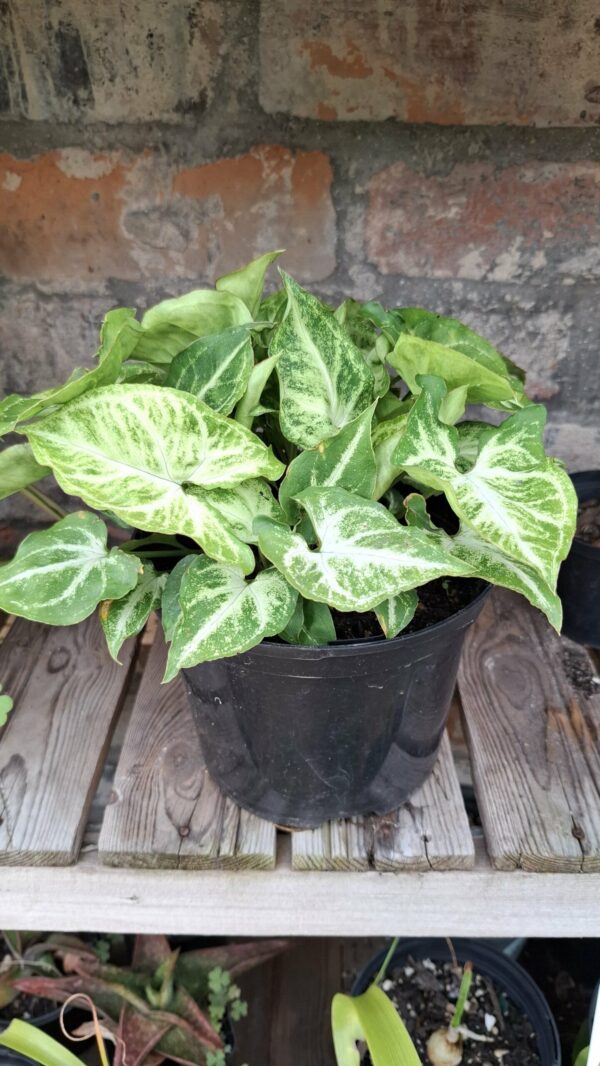 Syngonium Robusta