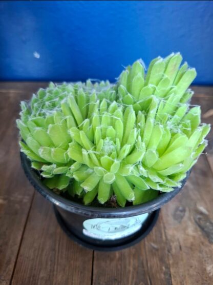 Sempervivum Cobweb Houseleek