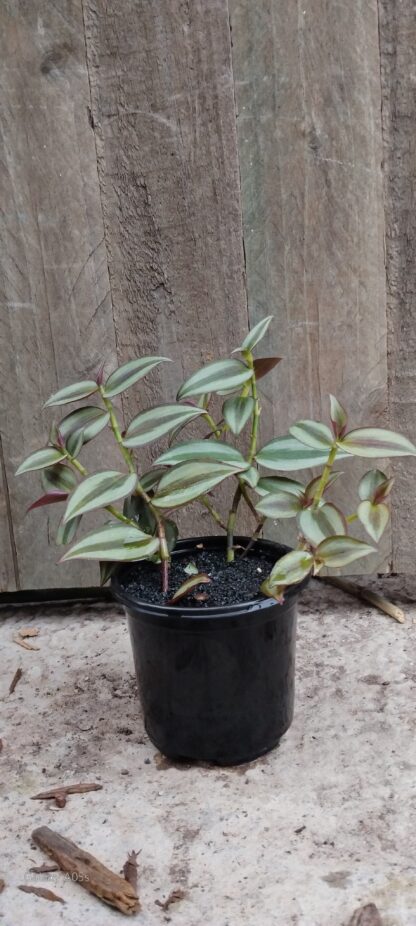 Tradescantia Zebrine