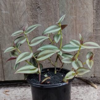 Tradescantia Zebrine