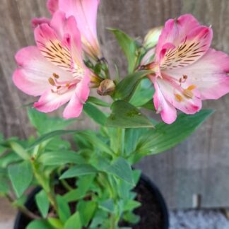 Alstroemeria Summer Break ( Longstem )