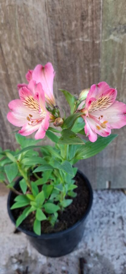 Alstroemeria Summer Break ( Longstem )