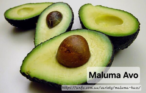 Maluma Avocado 10L