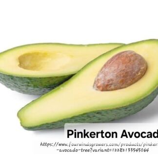 Pinkerton Avo 10L grafted tree