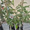Maluma Avocado 10L