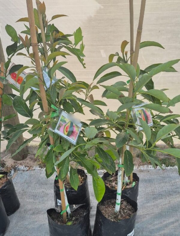 Maluma Avocado 10L