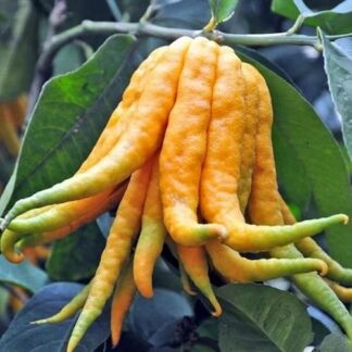 Diverse Fingered Citron