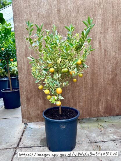 Calemondium variegated
