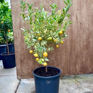 Calemondium variegated