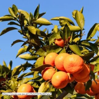 Mihowase Satsuma