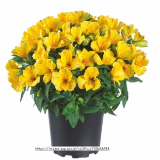 Alstroemeria Colorita Lisa