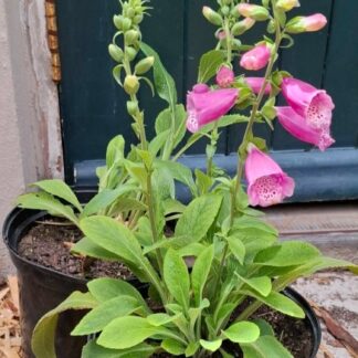 Digitalis Panther Foxgloves 15cm