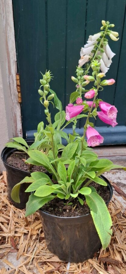 Digitalis Panther Foxgloves 15cm