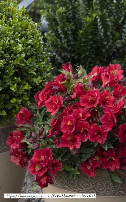 Alstroemeria Colorita Kate